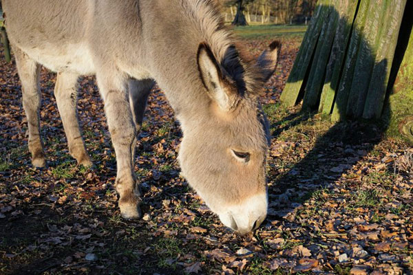 Burro en ingles y español